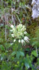 Allium ochroleucum
