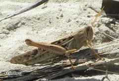 Schistocerca serialis