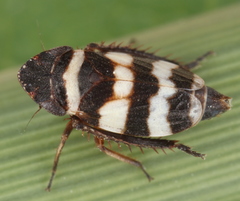 Planaphrodes trifasciata
