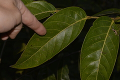 Glochidion sumatranum