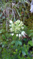 Allium ochroleucum
