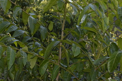 Glochidion sumatranum