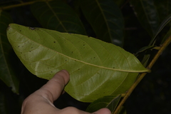 Glochidion sumatranum