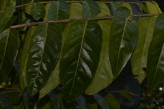 Glochidion sumatranum