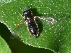 Paragus haemorrhous