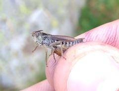 Stenobothrus ursulae