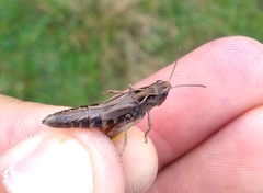 Stenobothrus ursulae