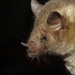 Mexican Long-nosed Bat - Photo (c) Juan Cruzado Cortés, some rights reserved (CC BY-SA), uploaded by Juan Cruzado Cortés