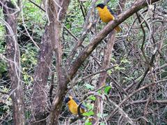 Cossypha dichroa dichroa