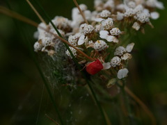 Rubiconia intermedia