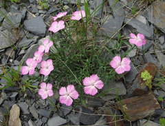 Dianthus caucaseus