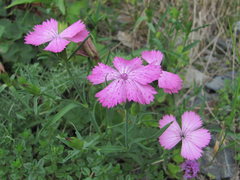 Dianthus caucaseus