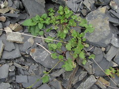 Rumex hastifolius