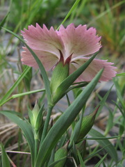 Dianthus caucaseus