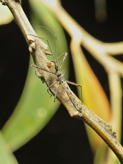 Australcmena lineativentris