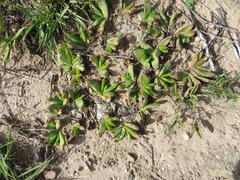 Glottiphyllum