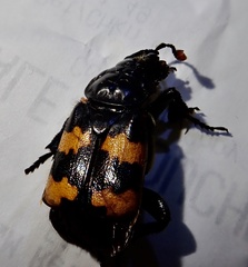 Nicrophorus interruptus