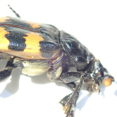 Nicrophorus interruptus