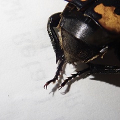 Nicrophorus interruptus