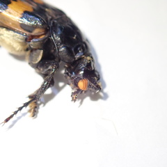 Nicrophorus interruptus