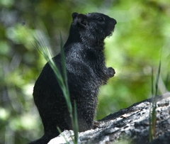 Otospermophilus variegatus
