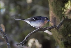 Fringilla coelebs ombriosa
