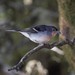 El Hierro Chaffinch - Photo (c) Miquel Rafa, some rights reserved (CC BY-NC), uploaded by Miquel Rafa