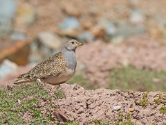 Thinocorus orbignyianus