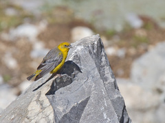 Sicalis uropygialis