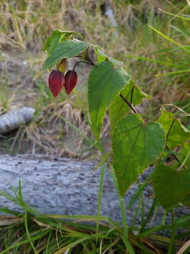 Callianthe megapotamica