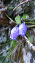 Campanula cespitosa