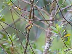 Poecilotriccus luluae