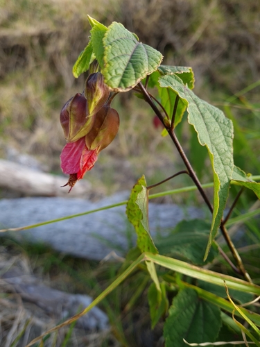 Callianthe megapotamica