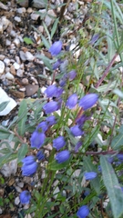 Campanula cespitosa