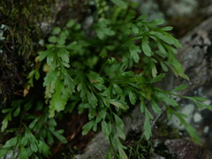 Asplenium × alternifolium