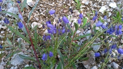 Campanula cespitosa