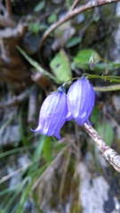 Campanula cespitosa