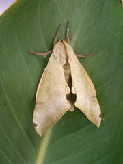 Pseudoclanis postica