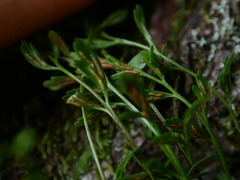 Asplenium × alternifolium