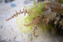 Echinothamnion hookeri