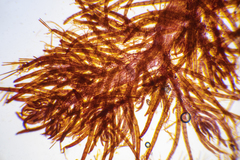 Echinothamnion hookeri