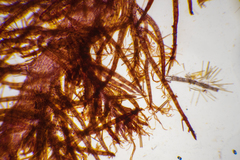 Echinothamnion hookeri