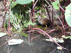 Amaurornis moluccana