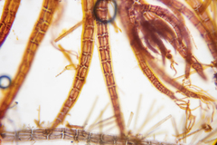 Echinothamnion hookeri