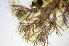 Echinothamnion hookeri