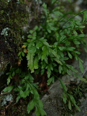 Asplenium × alternifolium