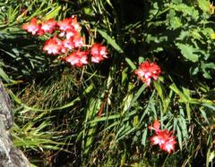 Gladiolus cardinalis