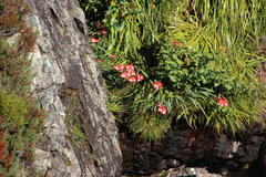 Gladiolus cardinalis
