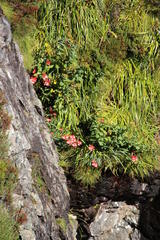 Gladiolus cardinalis