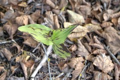 Cypripedium calceolus